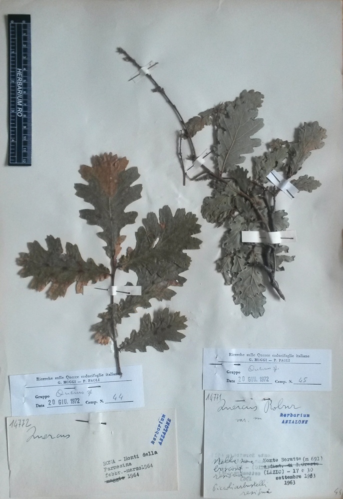 Quercus robur L. subsp. robur - campione