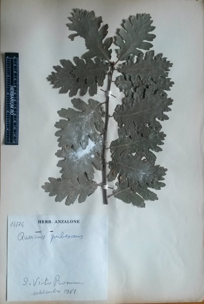 Quercus pubescens Willd.subsp. pubescens - campione