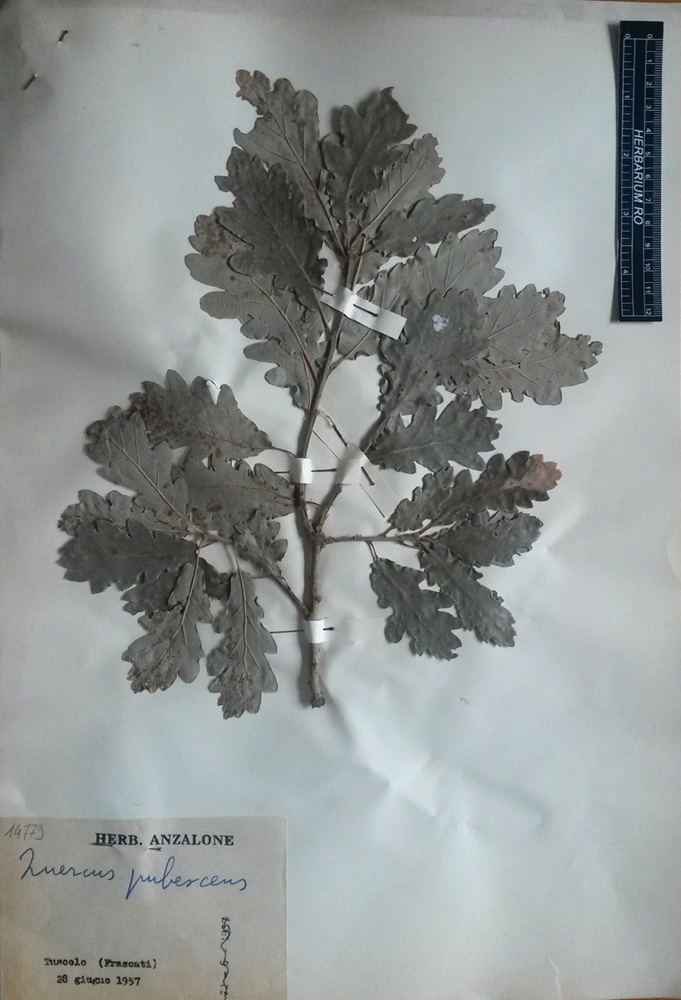 Quercus pubescens Willd.subsp. pubescens - campione