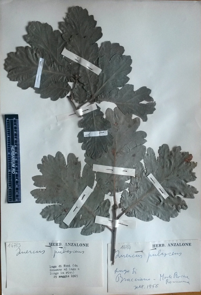 Quercus pubescens Willd.subsp. pubescens - campione