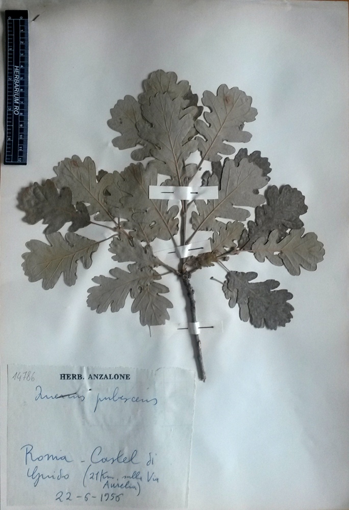 Quercus pubescens Willd.subsp. pubescens - campione