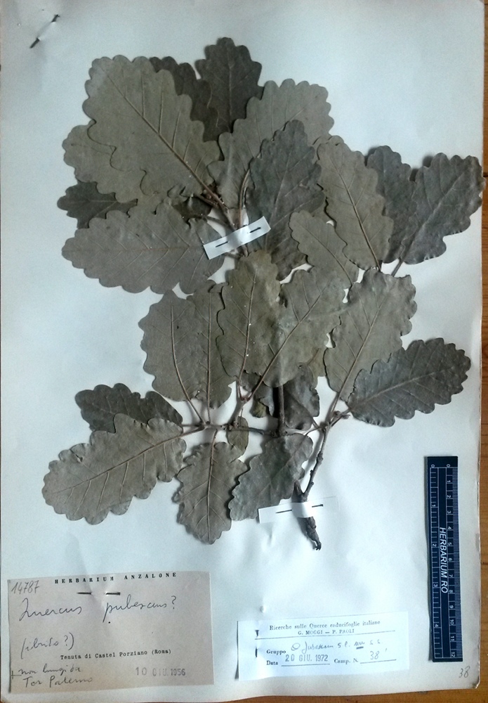 Quercus pubescens Willd.subsp. pubescens - campione