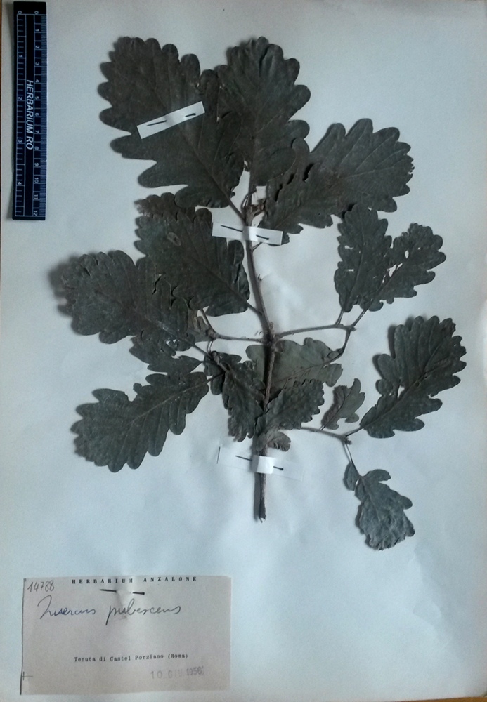 Quercus pubescens Willd.subsp. pubescens - campione