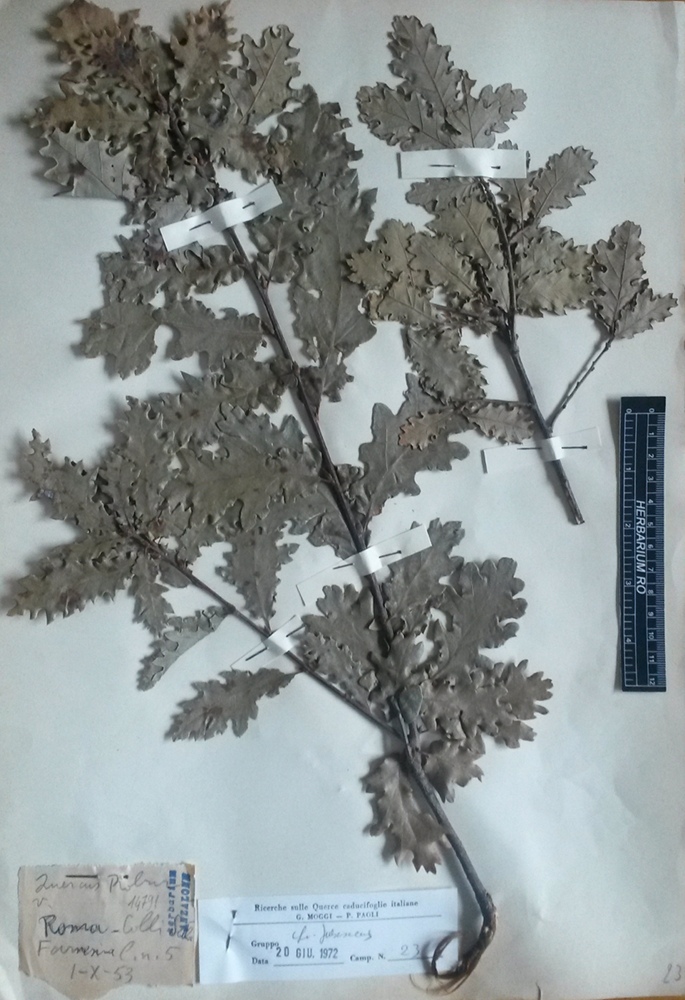 Quercus robur L. subsp. robur - campione