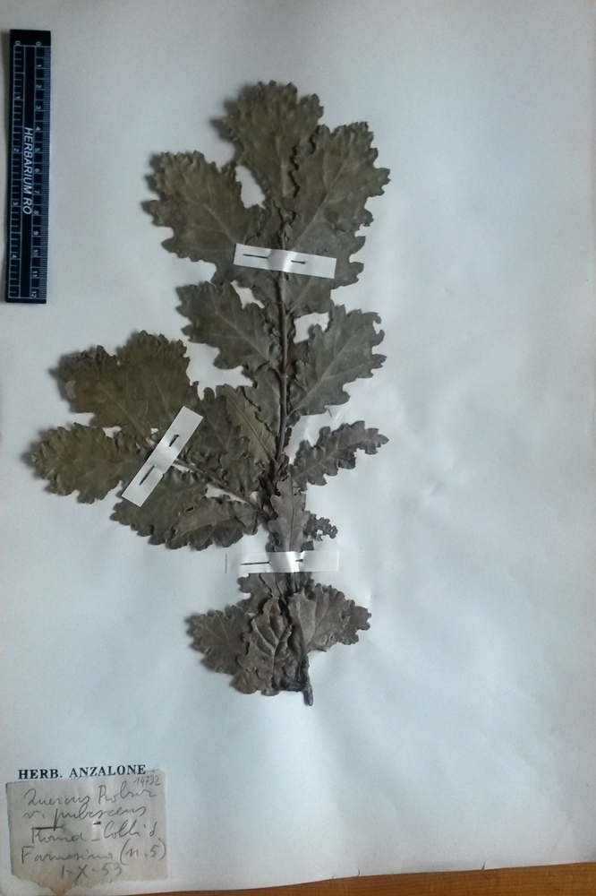 Quercus pubescens Willd.subsp. pubescens - campione