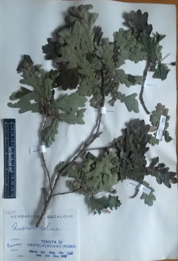 Quercus robur L. subsp. robur - campione