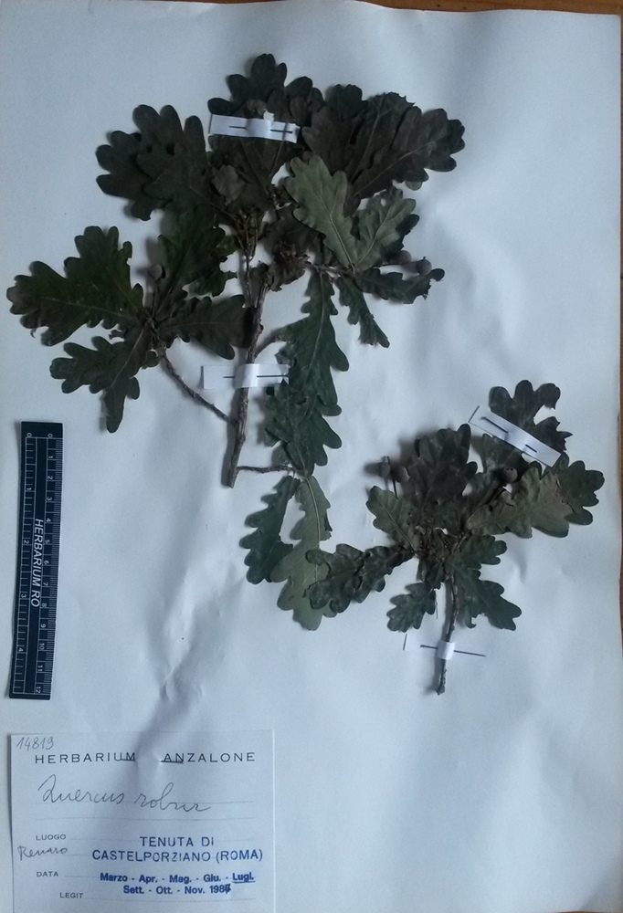 Quercus robur L. subsp. robur - campione