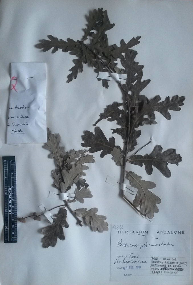 Quercus robur L. subsp. robur - campione