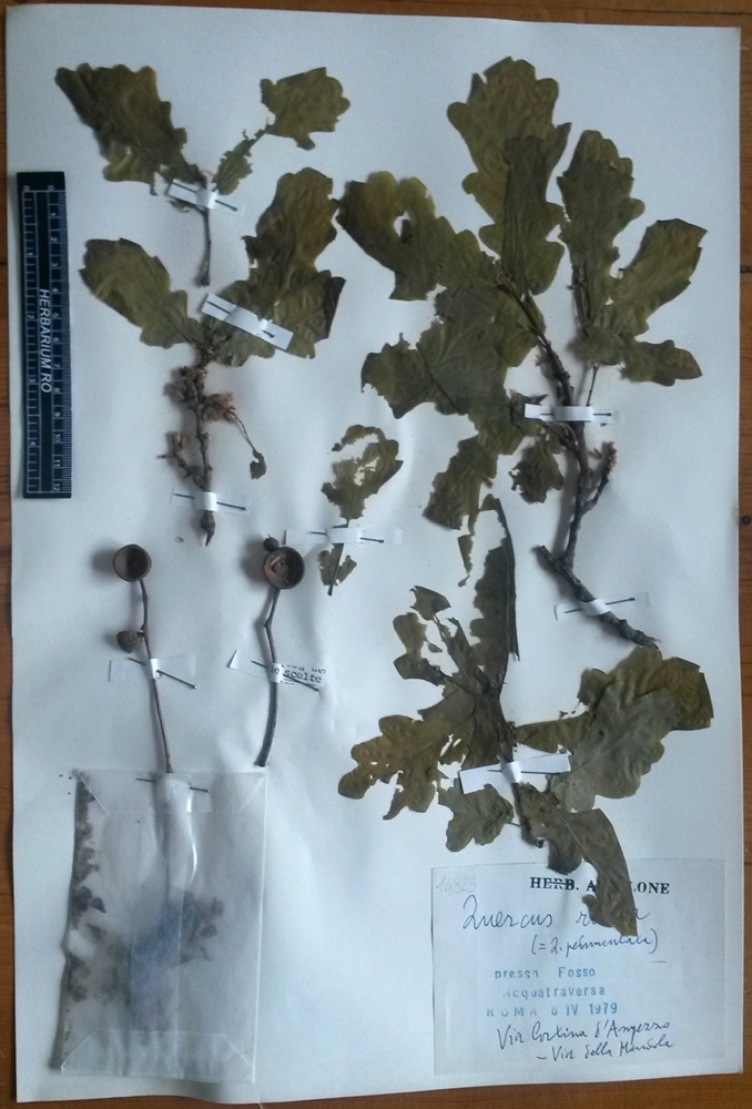 Quercus robur L. subsp. robur - campione