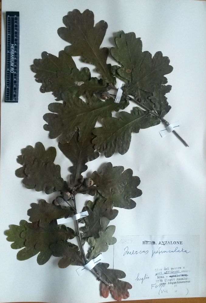 Quercus robur L. subsp. robur - campione