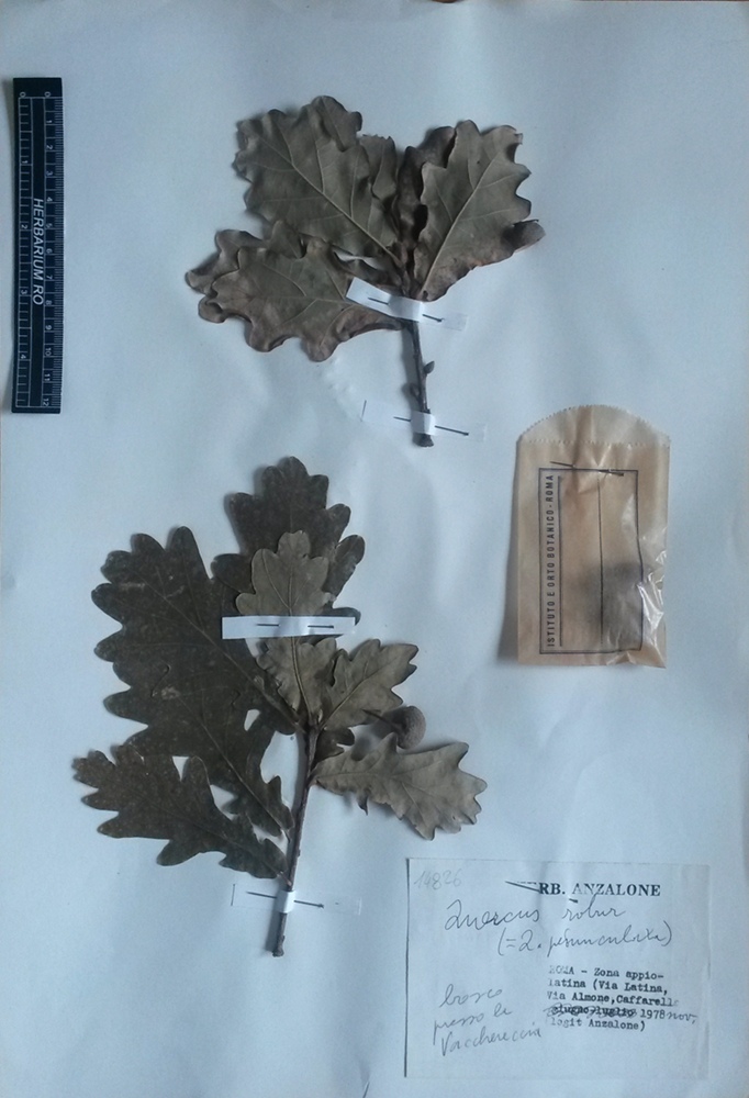 Quercus robur L. subsp. robur - campione