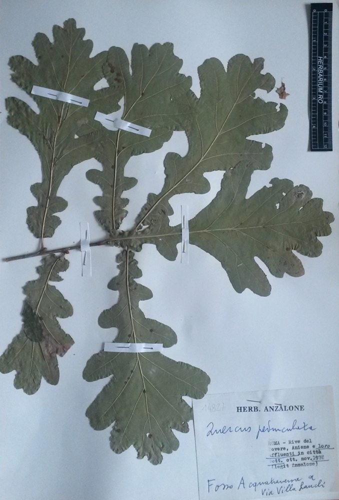 Quercus robur L. subsp. robur - campione