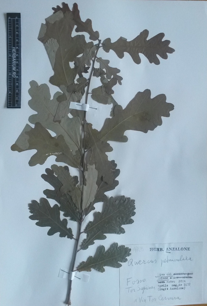 Quercus robur L. subsp. robur - campione