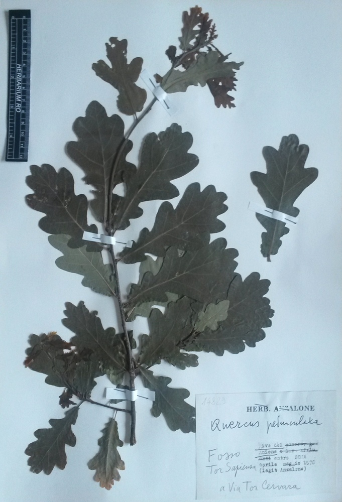 Quercus robur L. subsp. robur - campione