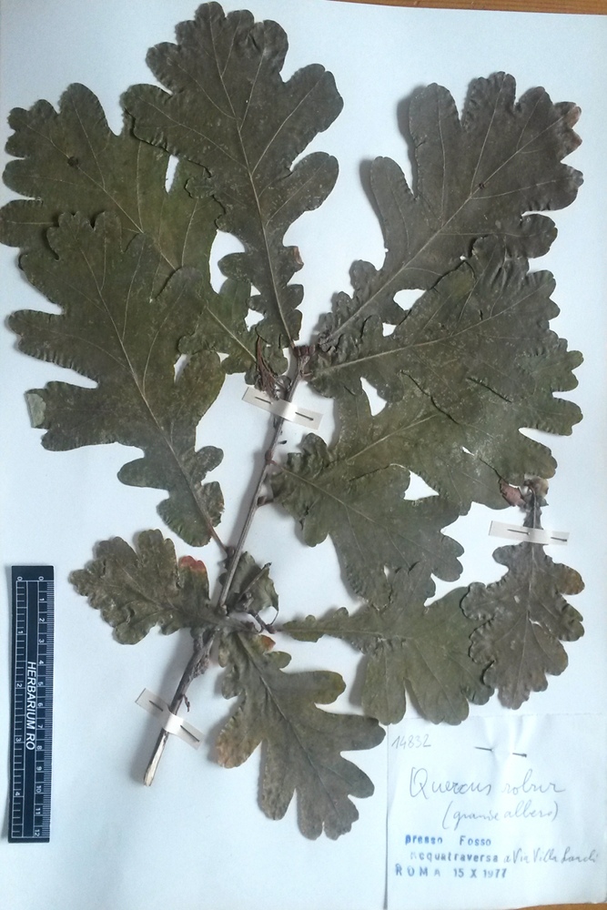 Quercus robur L. subsp. robur - campione