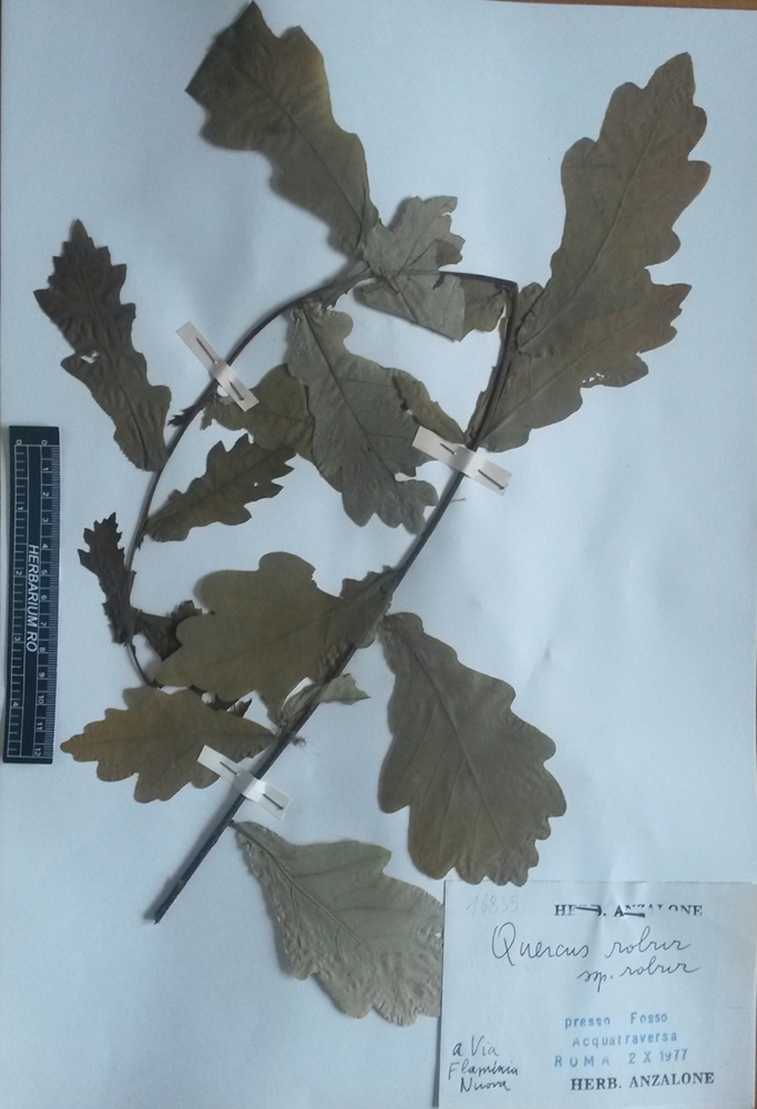 Quercus robur L. subsp. robur - campione