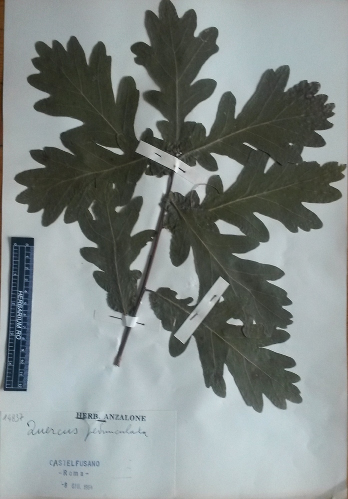 Quercus robur L. subsp. robur - campione