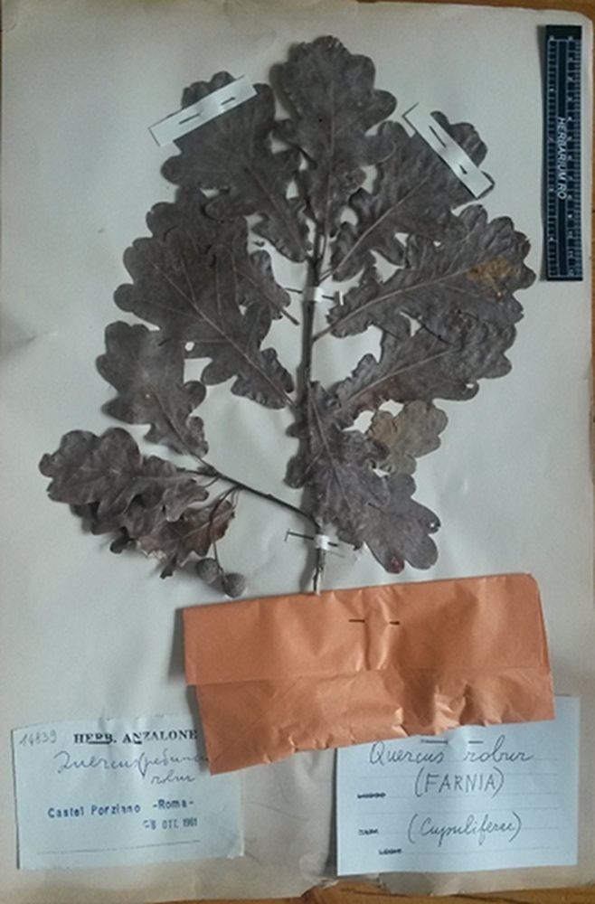 Quercus robur L. subsp. robur - campione