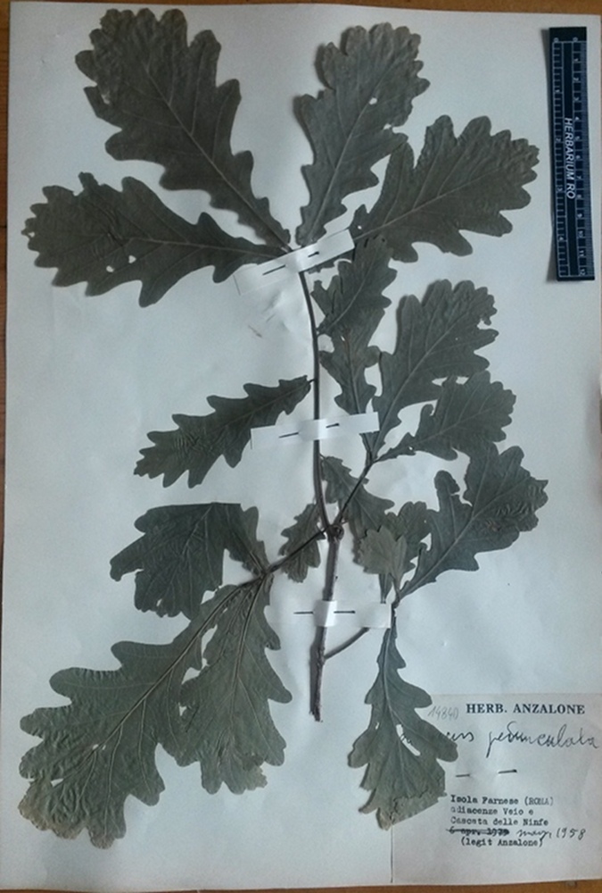 Quercus robur L. subsp. robur - campione