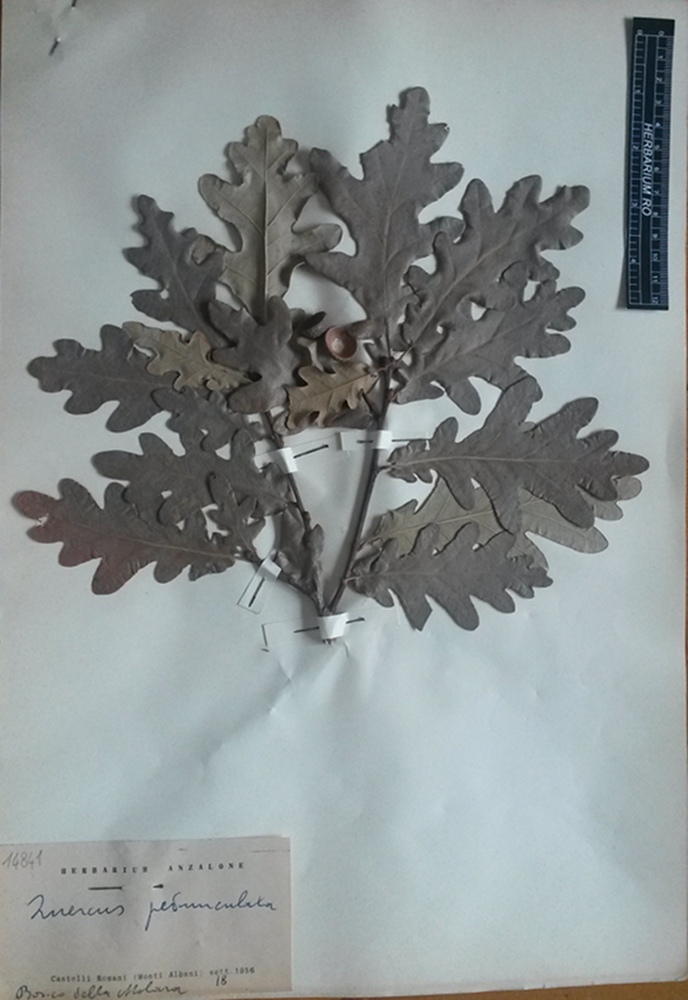 Quercus robur L. subsp. robur - campione