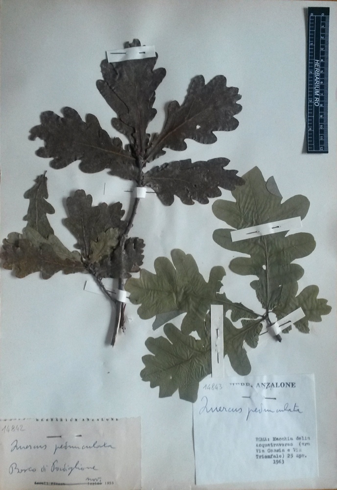 Quercus robur L. subsp. robur - campione