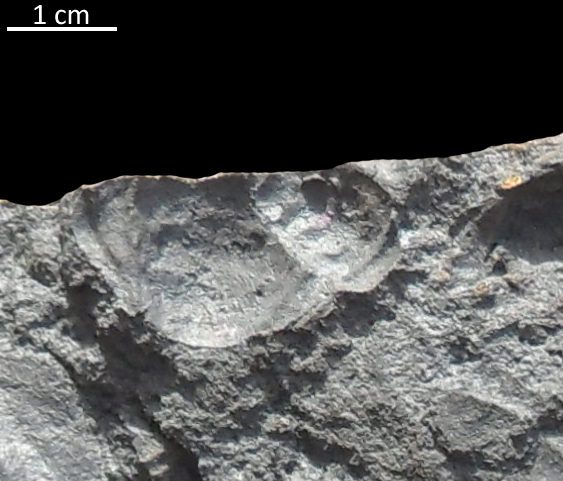 Fossile (trilobite, associazione fossile)