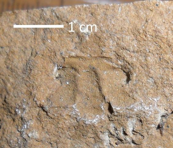 Fossile (trilobite, esemplare)