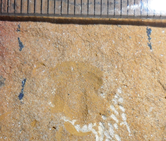 Fossile (trilobite, esemplare)