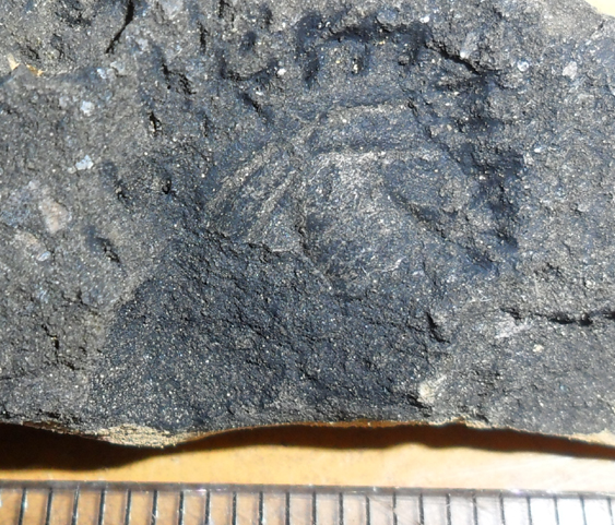 Fossile (trilobite, esemplare)