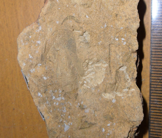 Fossile (trilobite, esemplare)