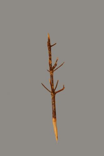 ramo d'albero, rami - ambito calabrese (sec. XX seconda metà, 1960 post)