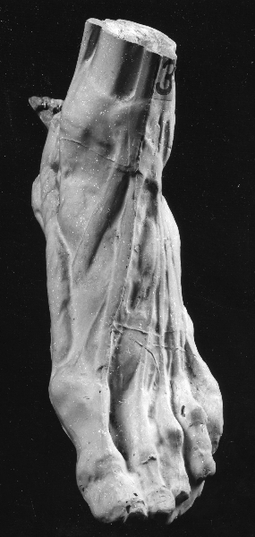 piede anatomico (calco) di Lelli Oronzio (bottega) (ultimo quarto sec. XIX)