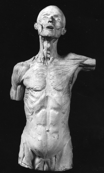 torace anatomico con testa (calco) di Lelli Oronzio (bottega) (ultimo quarto sec. XIX)
