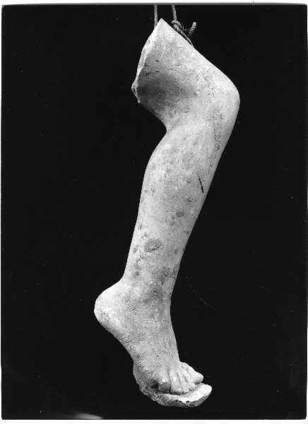 gamba anatomica (calco) di Lelli Oronzio (bottega) (ultimo quarto sec. XIX)
