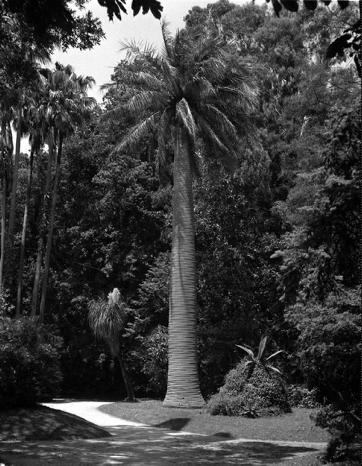 palme - vegetazione (negativo) di Francesco "Cicciotto" Caso (seconda metà XX)