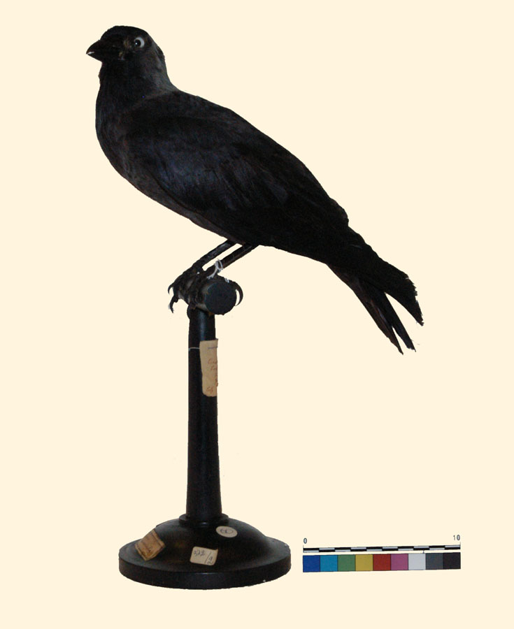 Corvus monedula Linnaeus, 1758 (esemplare)