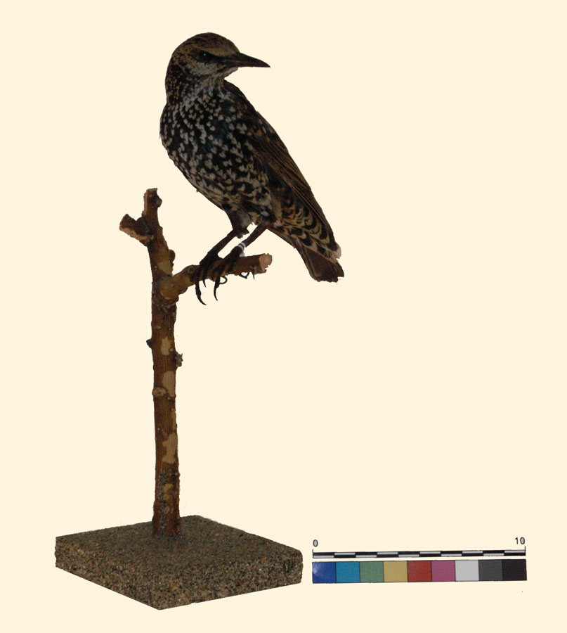 Sturnus vulgaris Linnaeus, 1758 (esemplare)