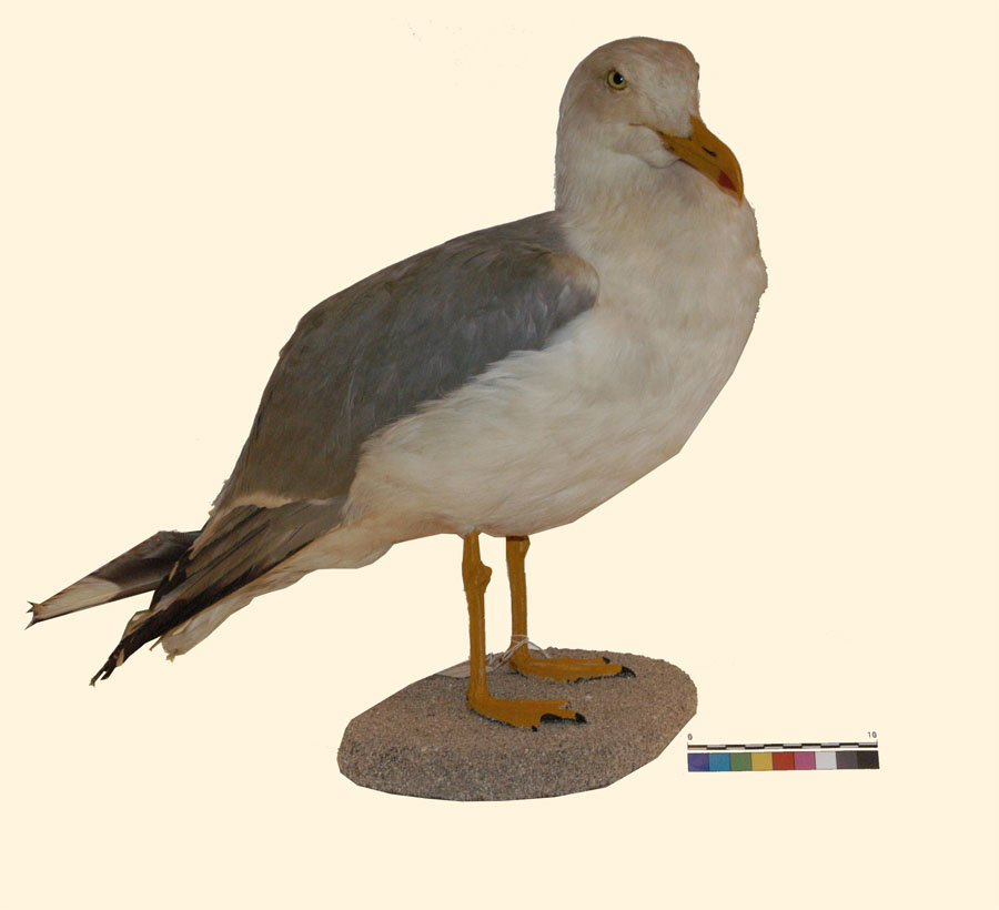 Larus michahellis Naumann, 1840 (esemplare)