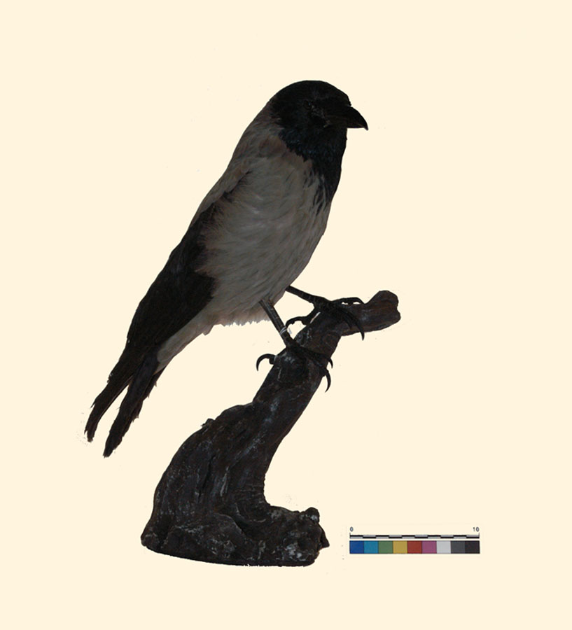 Corvus cornix Linnaeus, 1758 (esemplare)