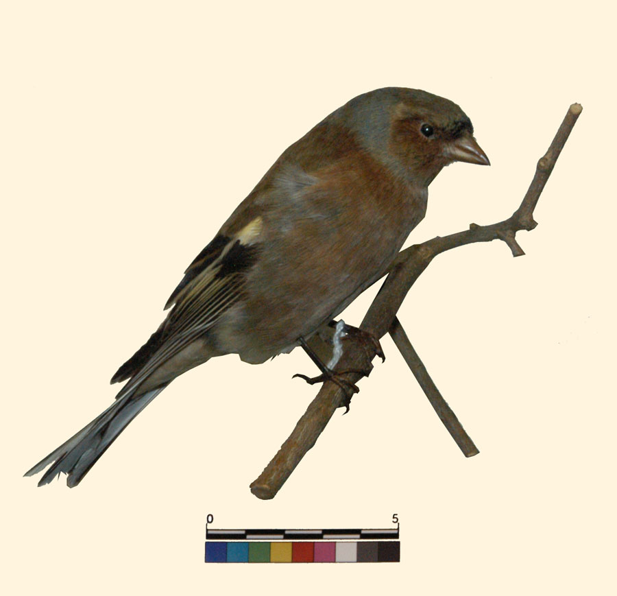 Fringilla coelebs Linnaeus, 1758 (esemplare)