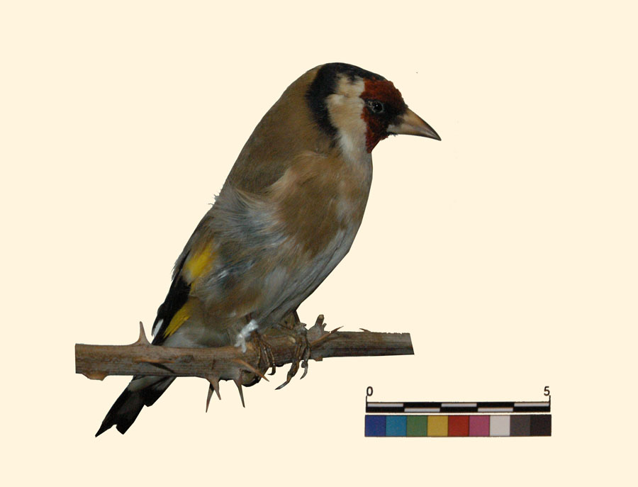 Carduelis carduelis (Linnaeus, 1758) (esemplare)