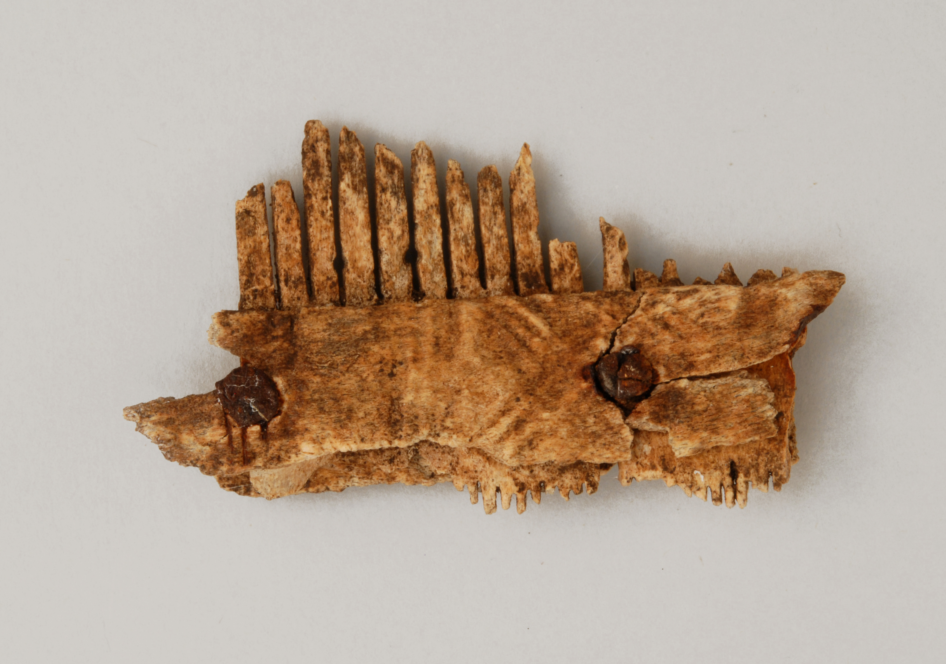 pettinino, a doppia fila di denti - ambito tardo-romano (seconda metà sec. VII d.C)