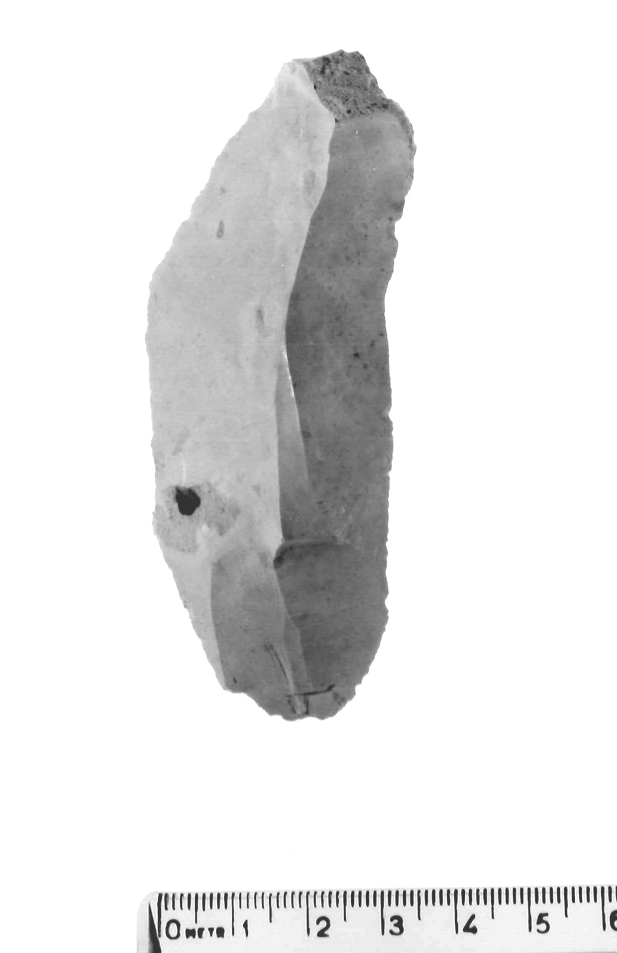 lama - musteriano (paleolitico medio)