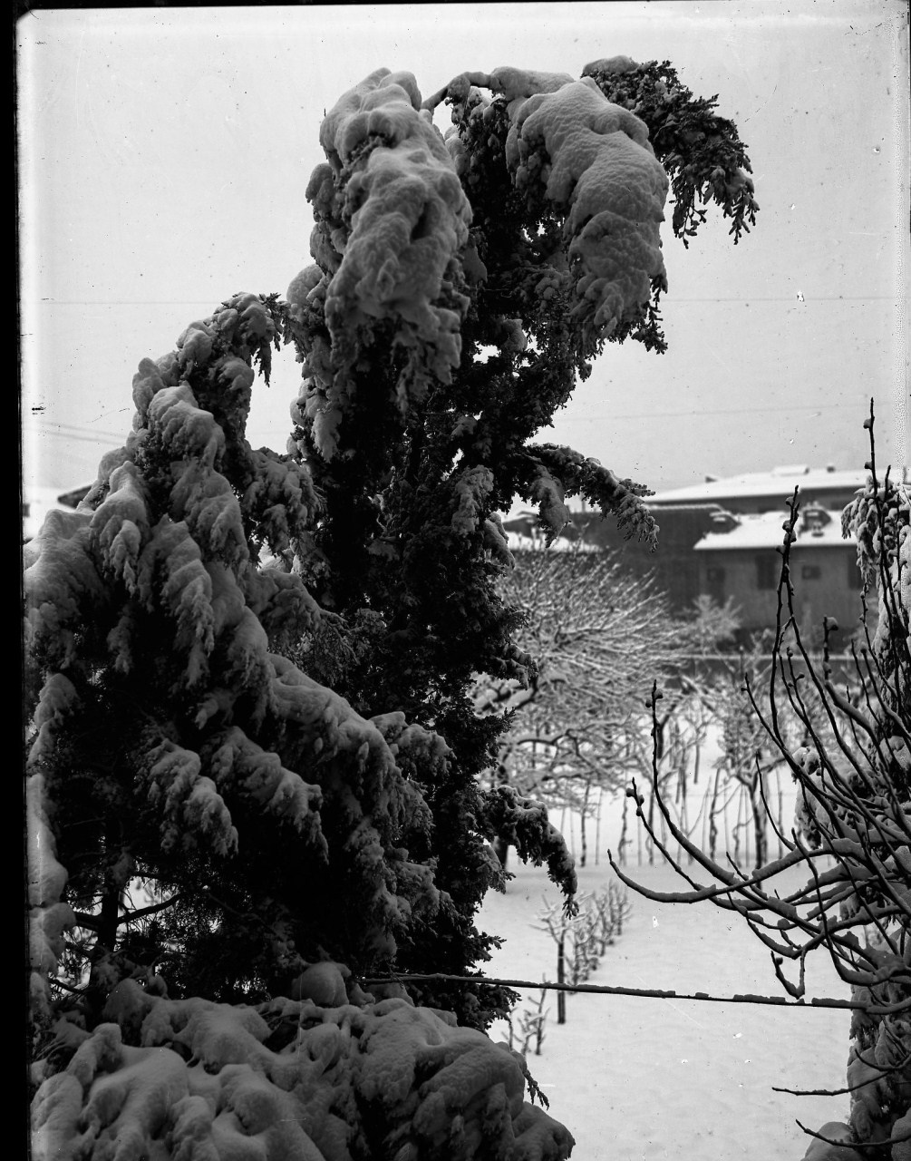 Alberi innevati - abete ricurvo per la neve (negativo) di Anonimo (prima metà XX)