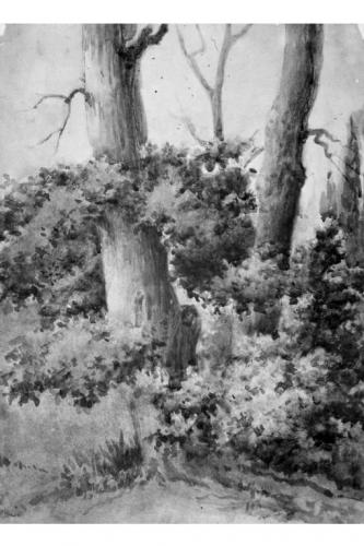 alberi (dipinto) - ambito salentino (seconda metà sec. XIX)