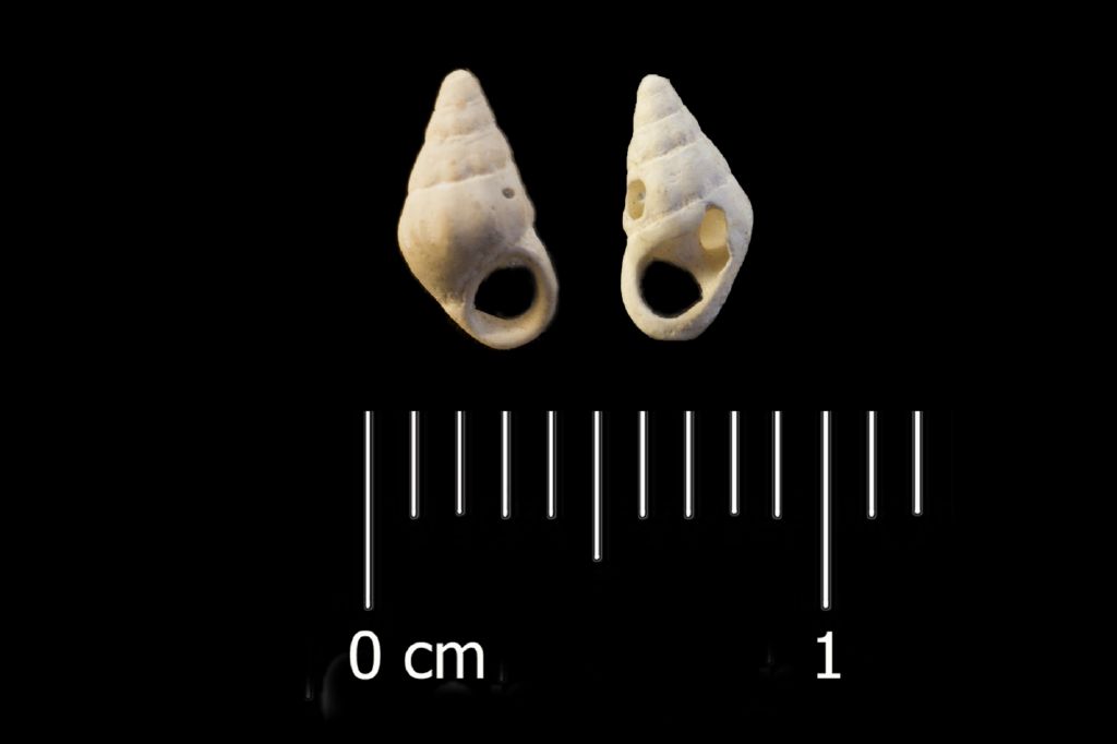 Fossile (invertebrato, esemplare)