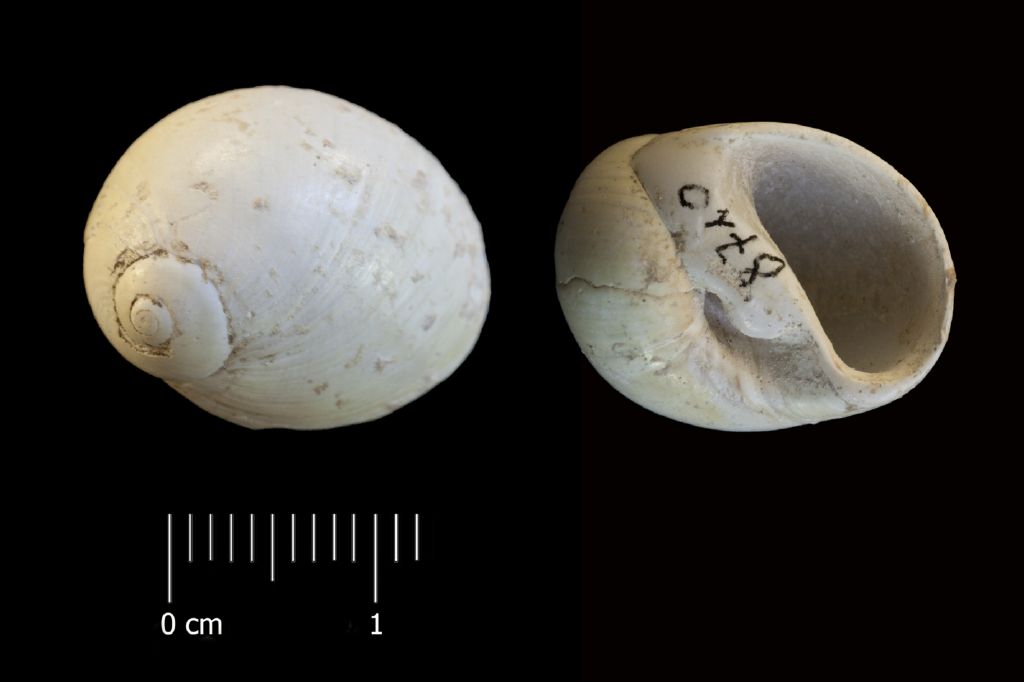 Fossile (invertebrato, esemplare)