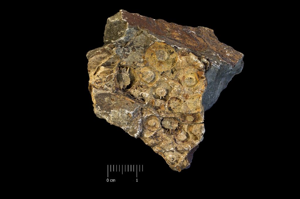Fossile (invertebrato, associazione fossile)