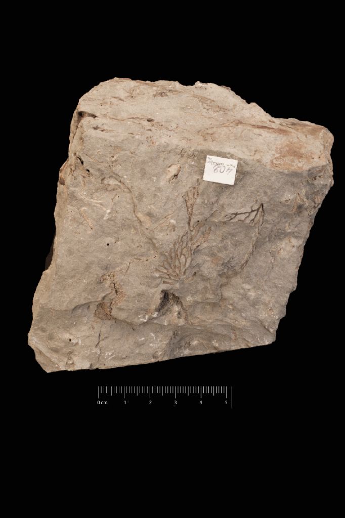 Fossile (invertebrato, esemplare)