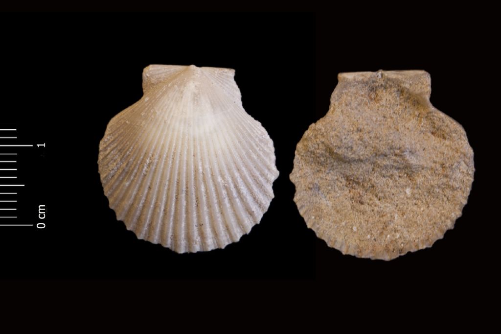 Fossile (invertebrato, esemplare)